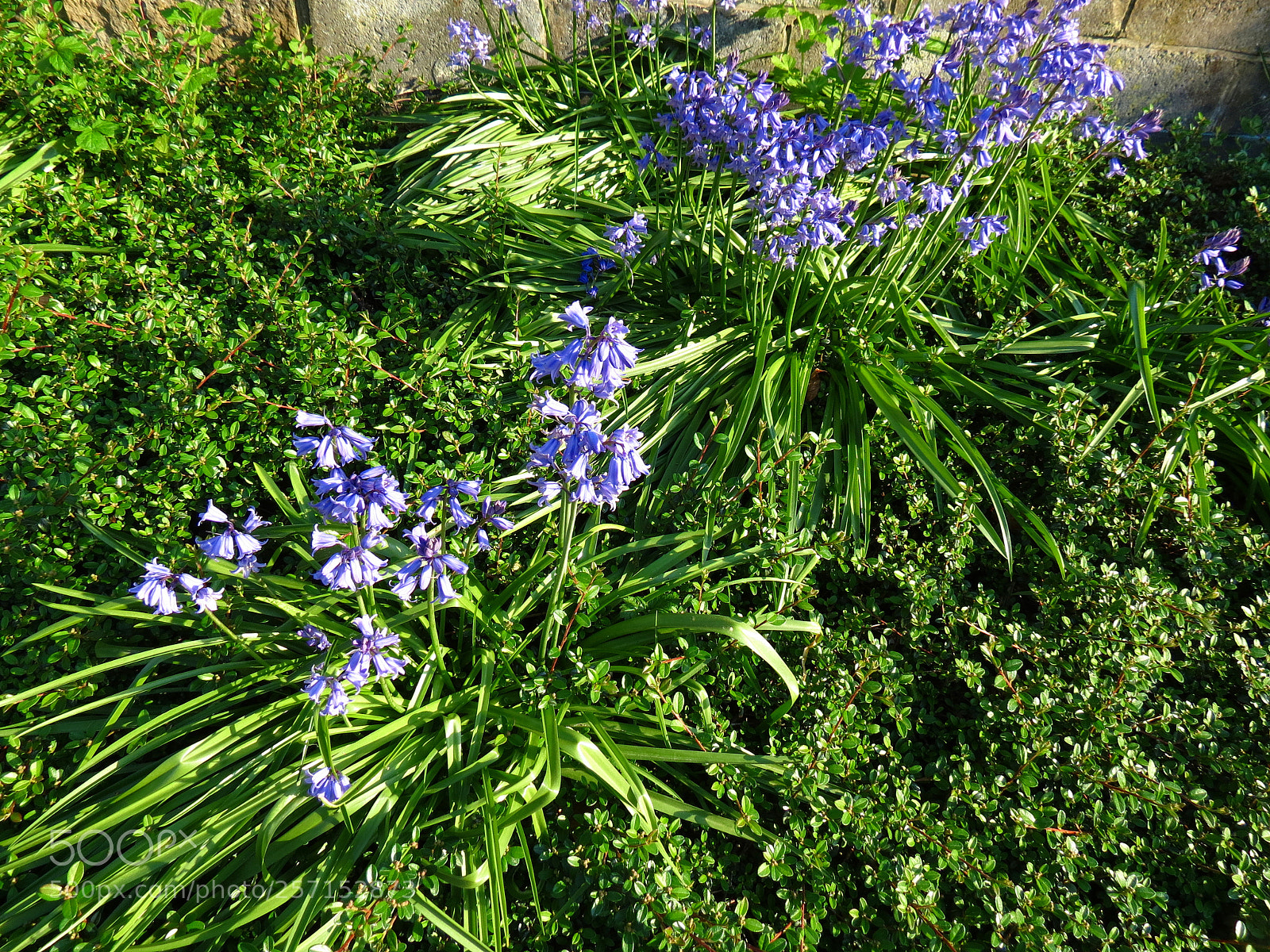 Canon PowerShot SX40 HS sample photo. Hyacinthoides non-scripta photography
