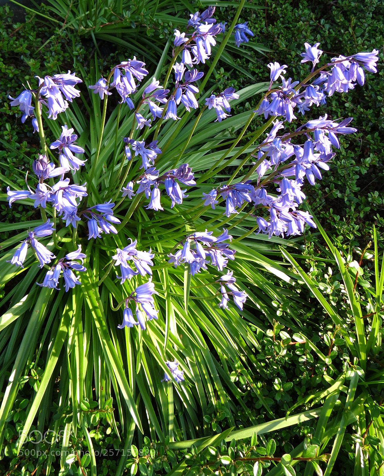 Canon PowerShot SX40 HS sample photo. Hyacinthoides non-scripta photography