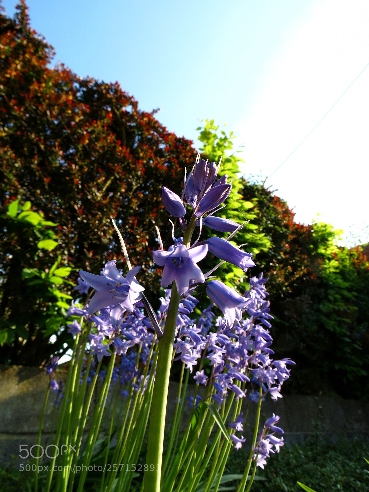 Canon PowerShot SX40 HS sample photo. Hyacinthoides non-scripta photography
