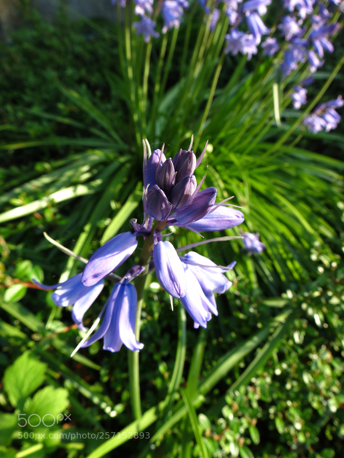 Canon PowerShot SX40 HS sample photo. Hyacinthoides non-scripta photography