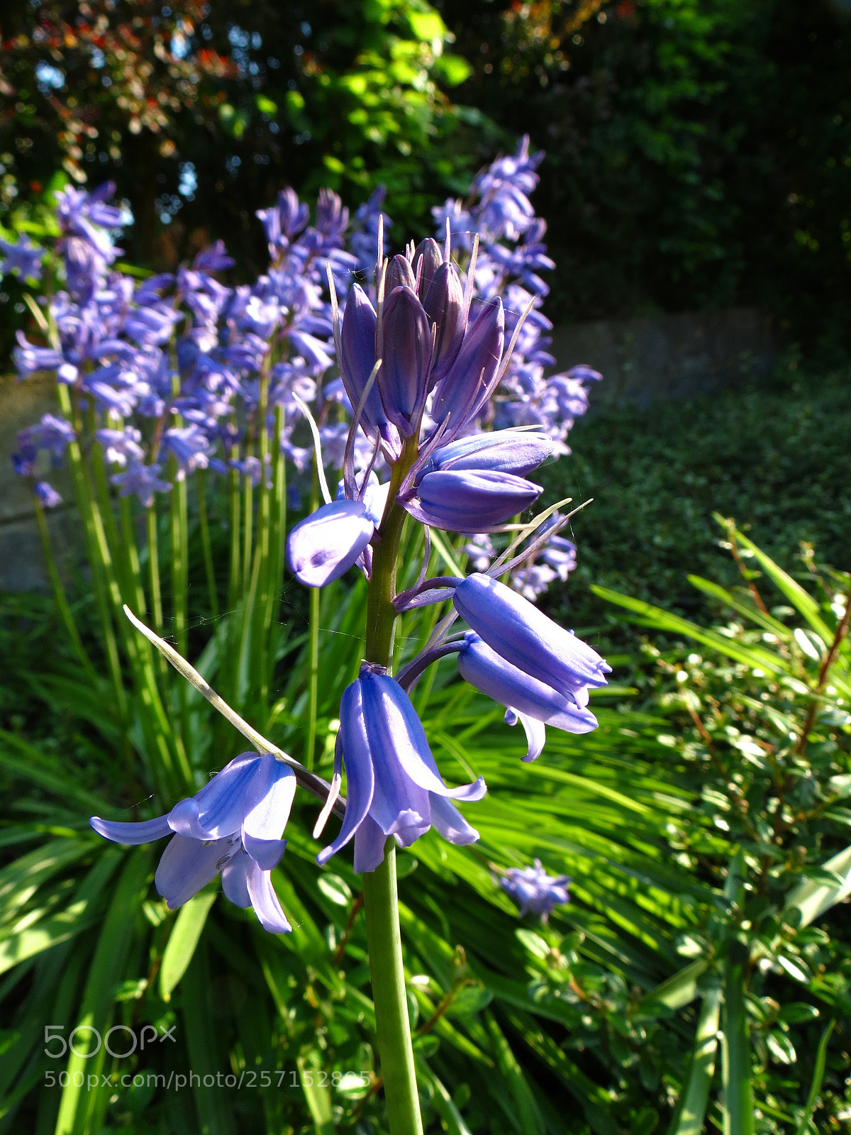 Canon PowerShot SX40 HS sample photo. Hyacinthoides non-scripta photography