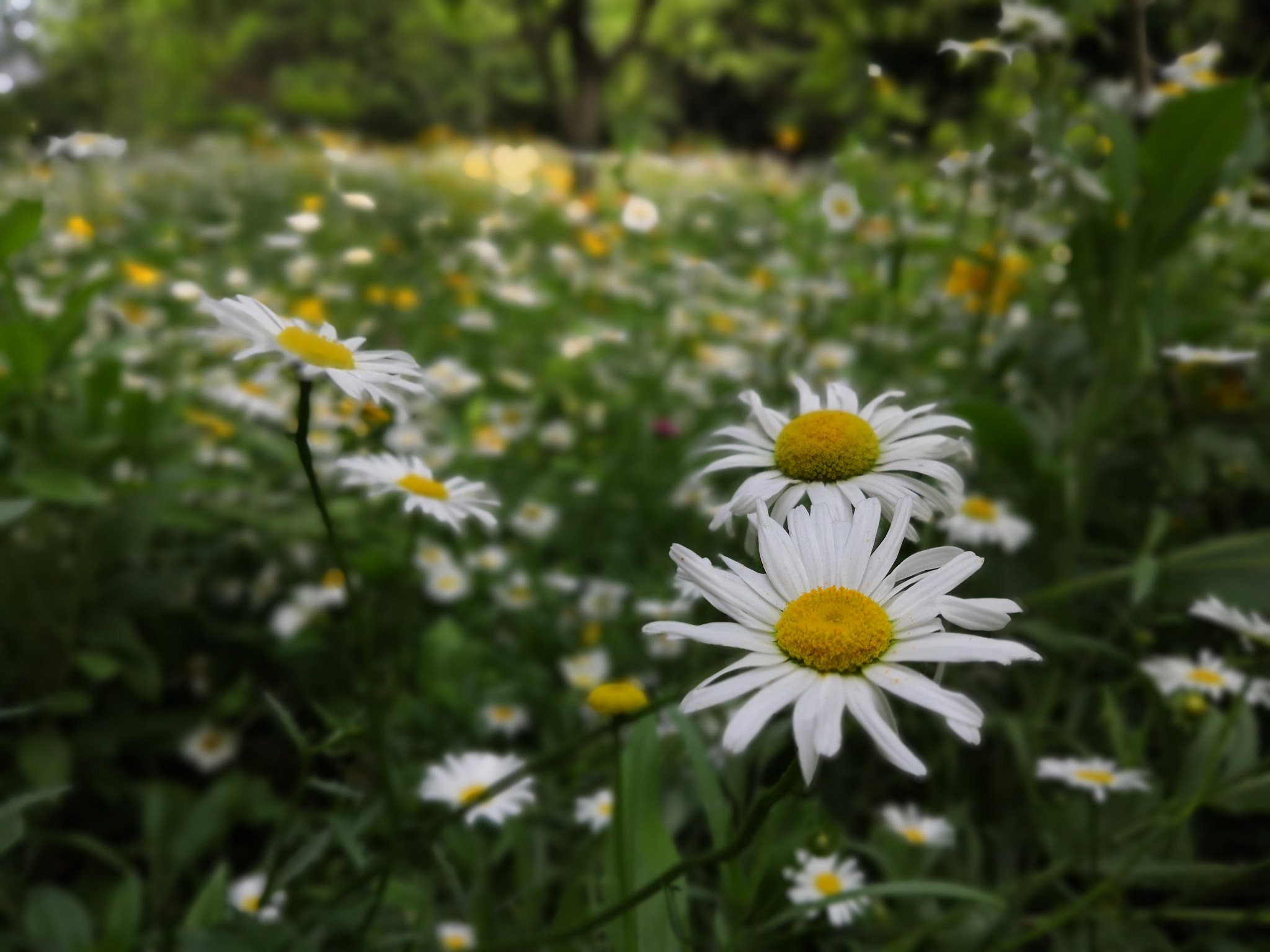 HUAWEI Honor 10 sample photo. Flowers photography