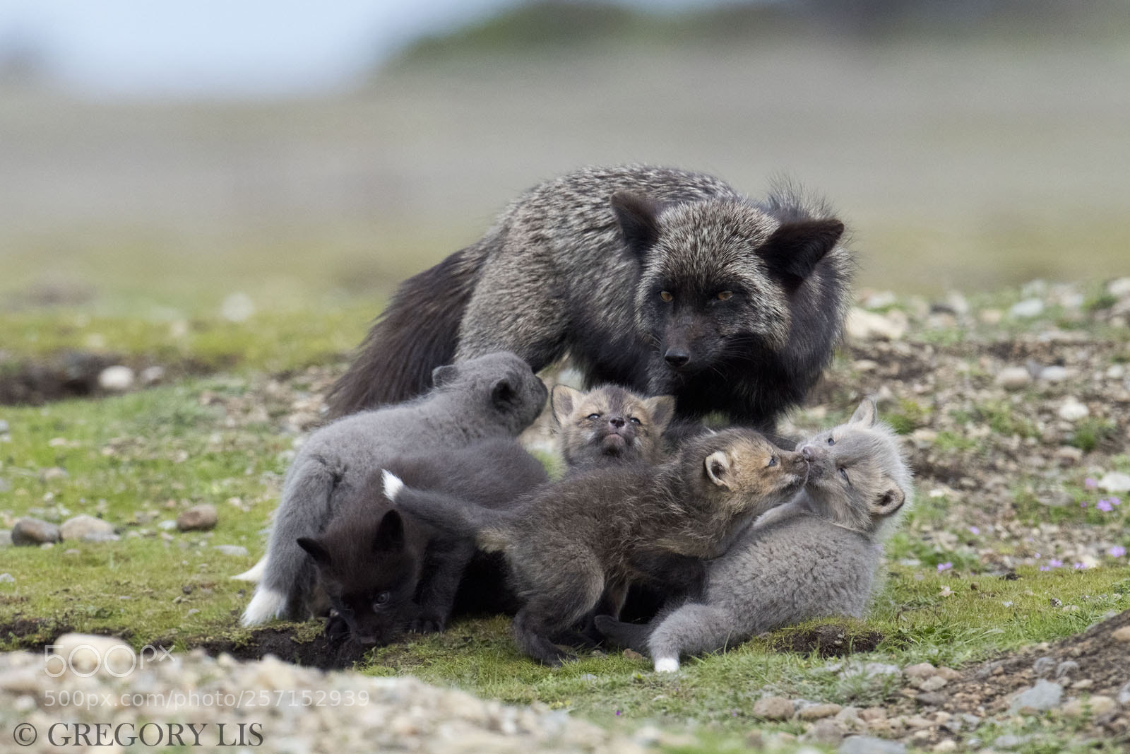Nikon D810 sample photo. Fox family photography