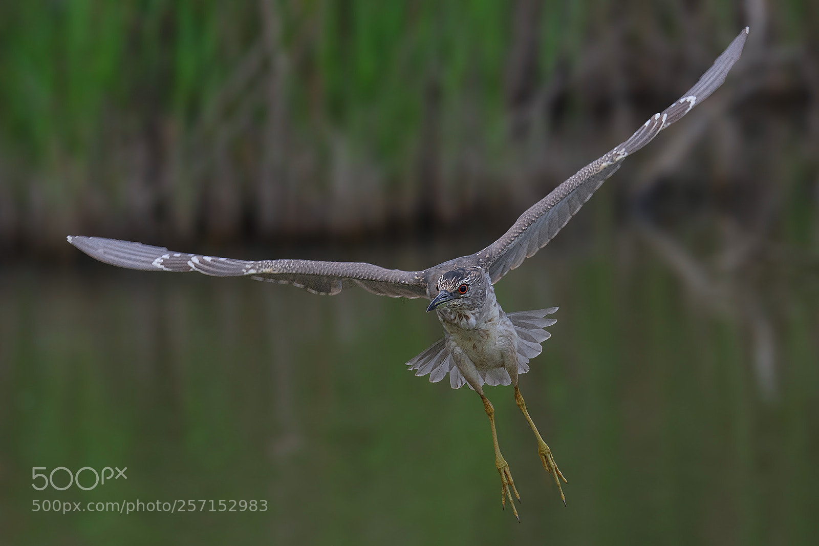 Nikon D7200 sample photo. Nitticora giovane - night photography