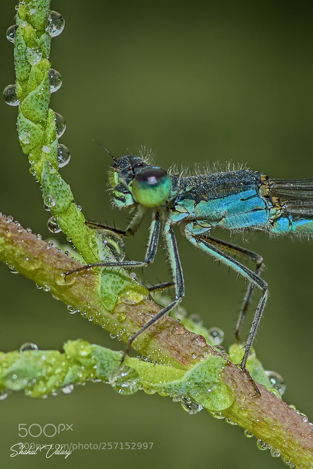 Canon EOS 6D sample photo. Dew drops photography
