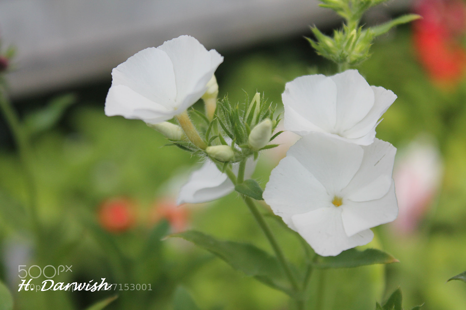 Canon EOS 1100D (EOS Rebel T3 / EOS Kiss X50) sample photo. Untitled photography