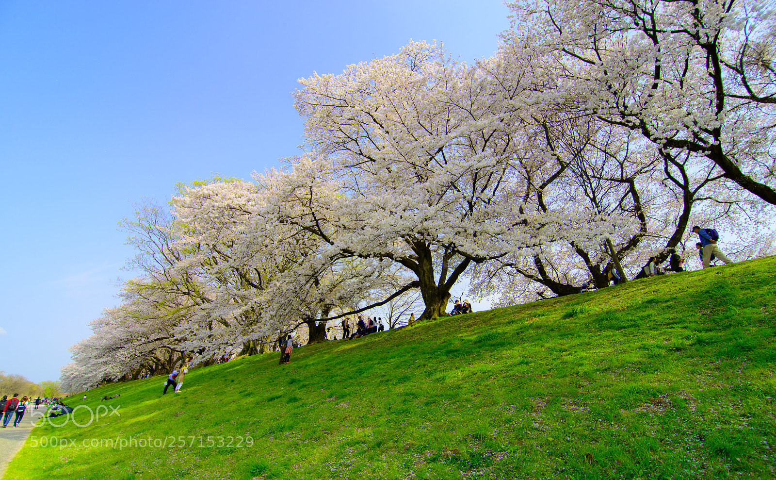 Nikon D800 sample photo. Row of blossom trees photography