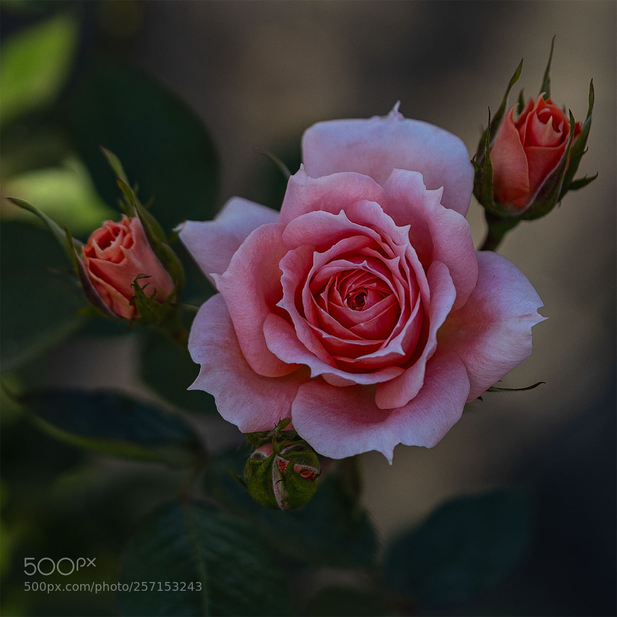 Sony a6300 sample photo. Blüten 090518-010 photography