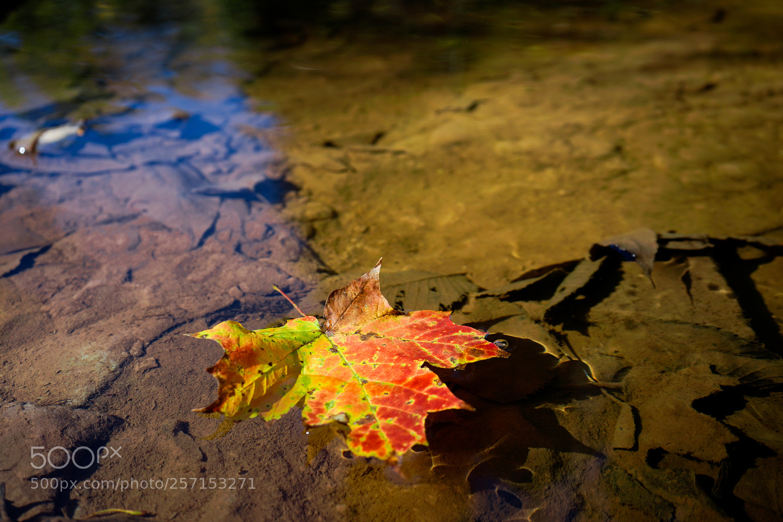 Sony a7 II sample photo. From the fall photography