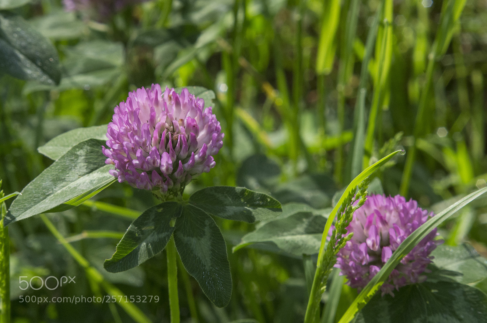 Pentax K-r sample photo. Fiori selvatici photography