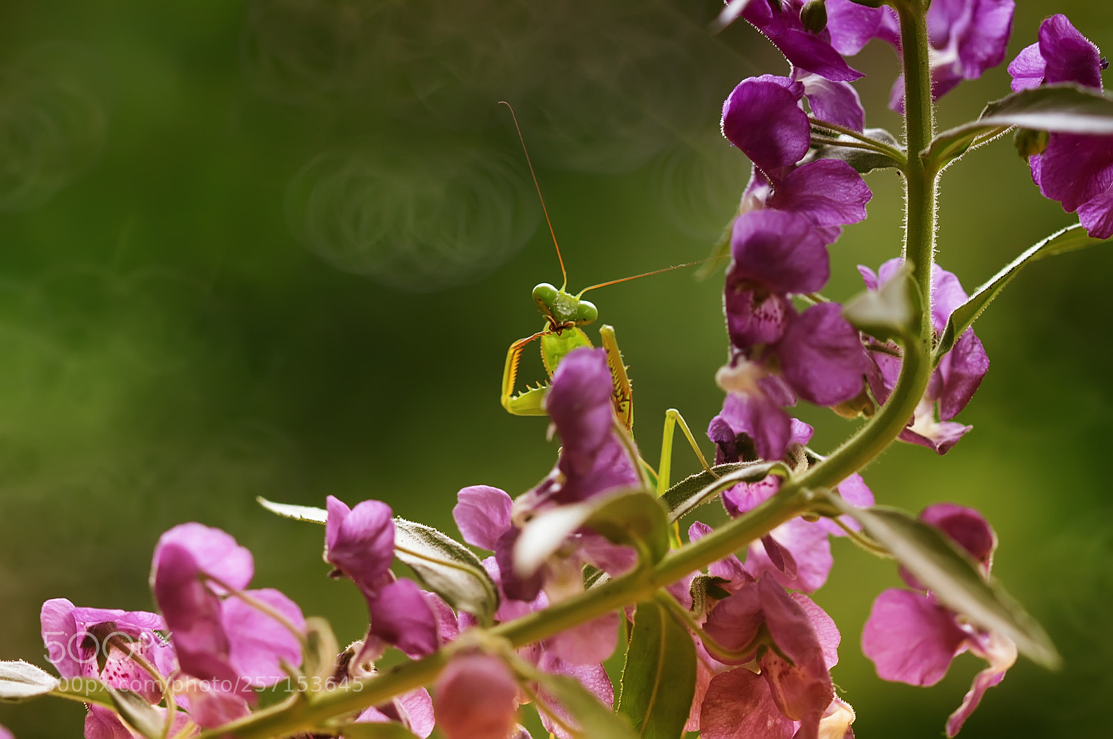 Canon EOS 7D sample photo. Wildflowers and mantish photography