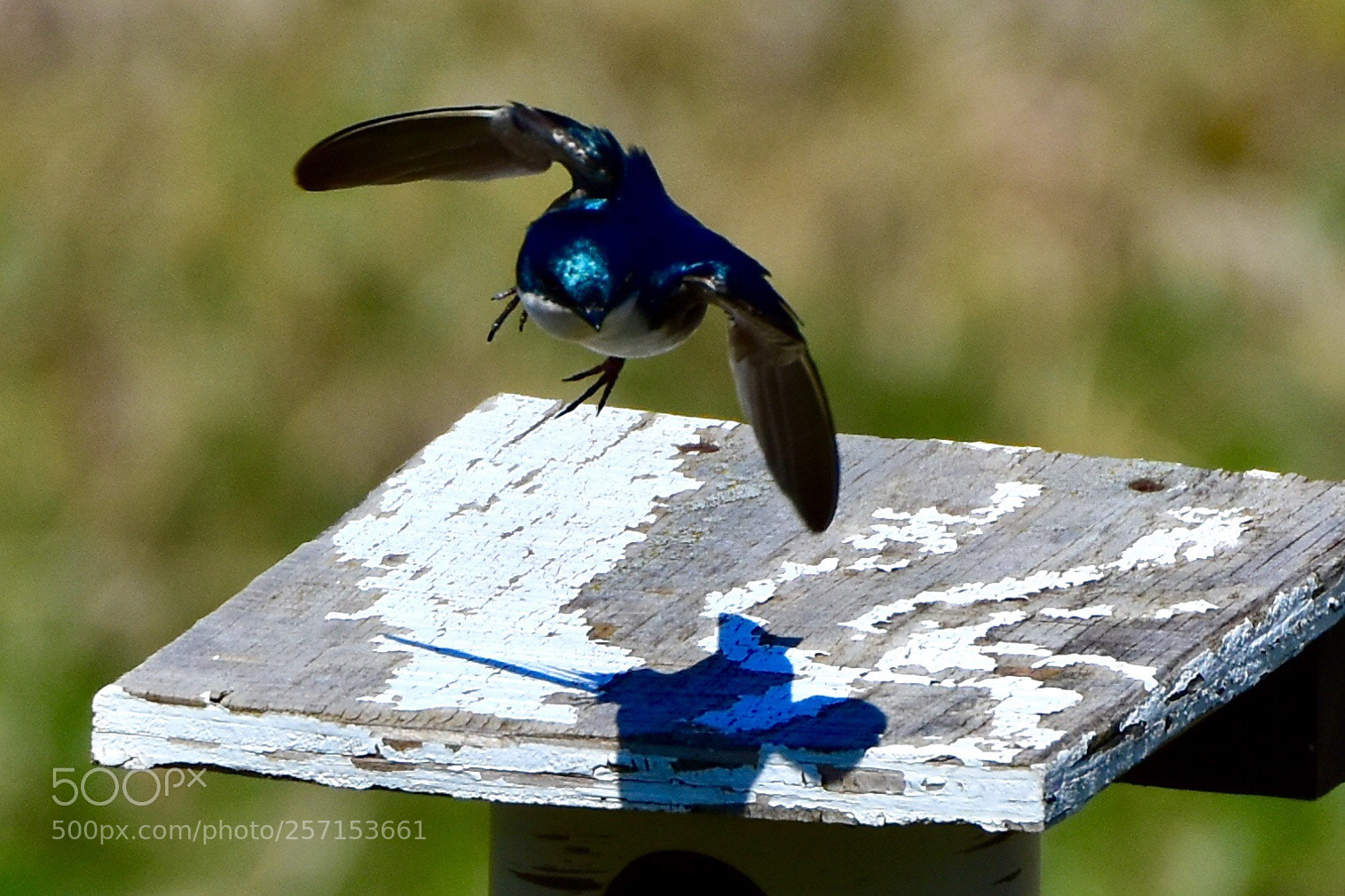 Nikon D7200 sample photo. Tree swallow photography
