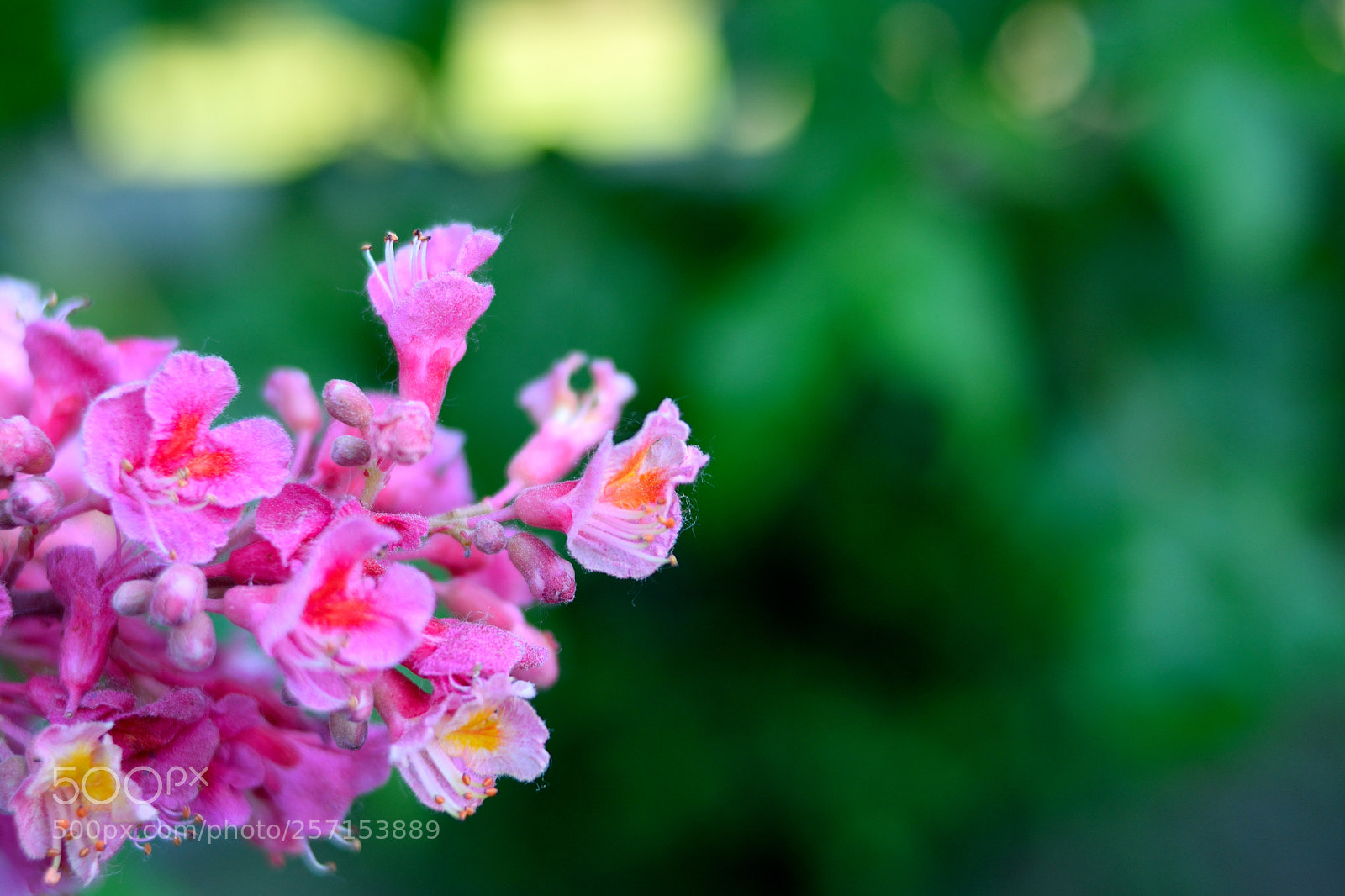 Nikon D3300 sample photo. Chestnut photography