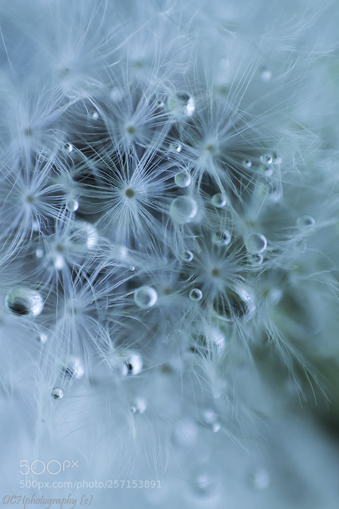 Canon EOS 650D (EOS Rebel T4i / EOS Kiss X6i) sample photo. Sparkling fluff photography