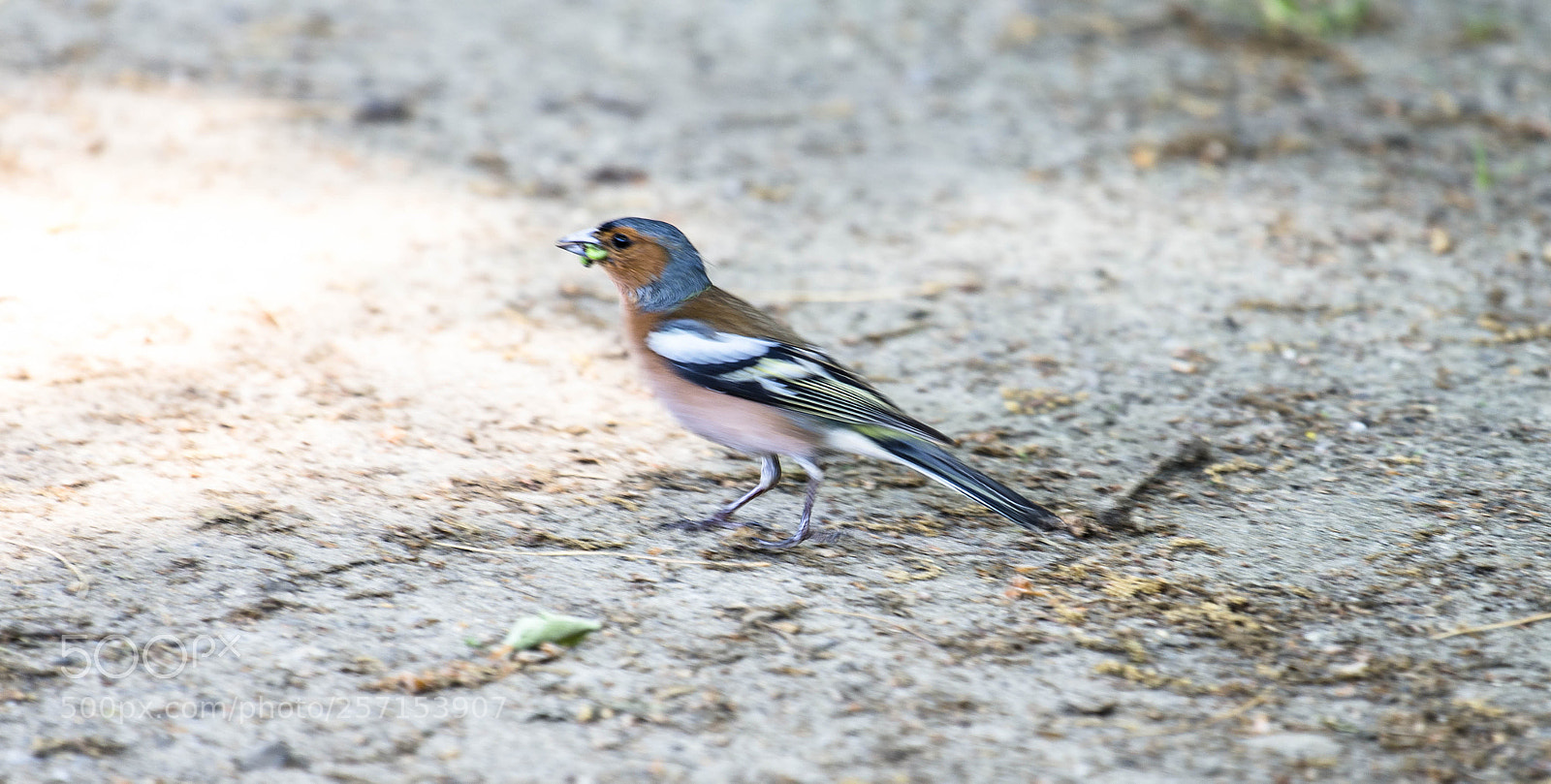 Nikon D600 sample photo. Pinson des arbres photography