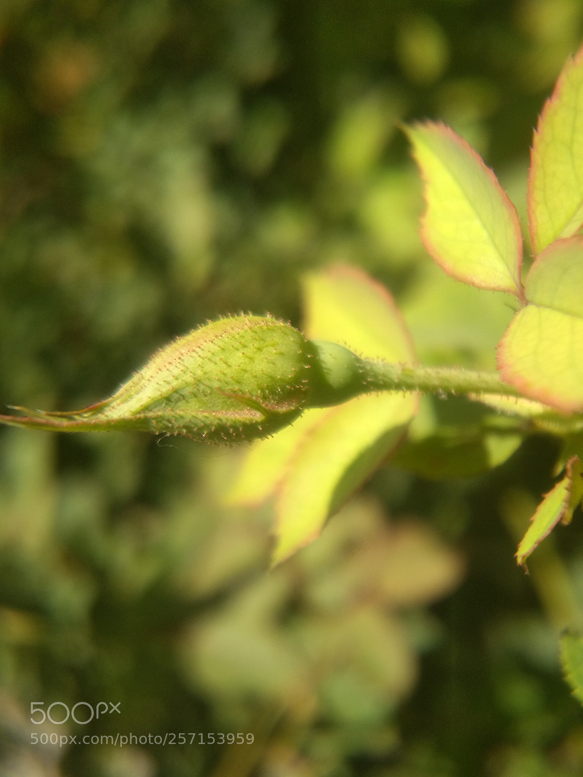 Xiaomi Redmi 4 Pro sample photo. Beautiful rose bud photography