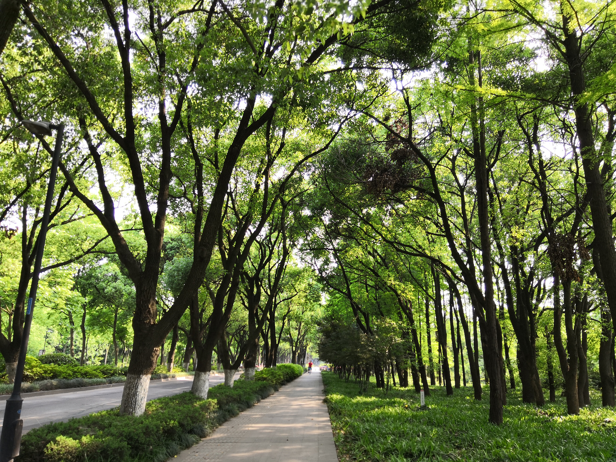 HUAWEI Honor 10 sample photo. Green road of wuxi photography