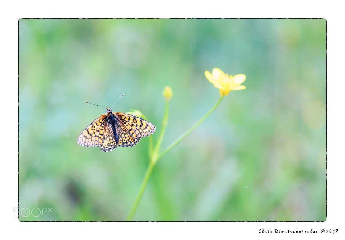 Nikon D7000 sample photo. A butterfly and a photography