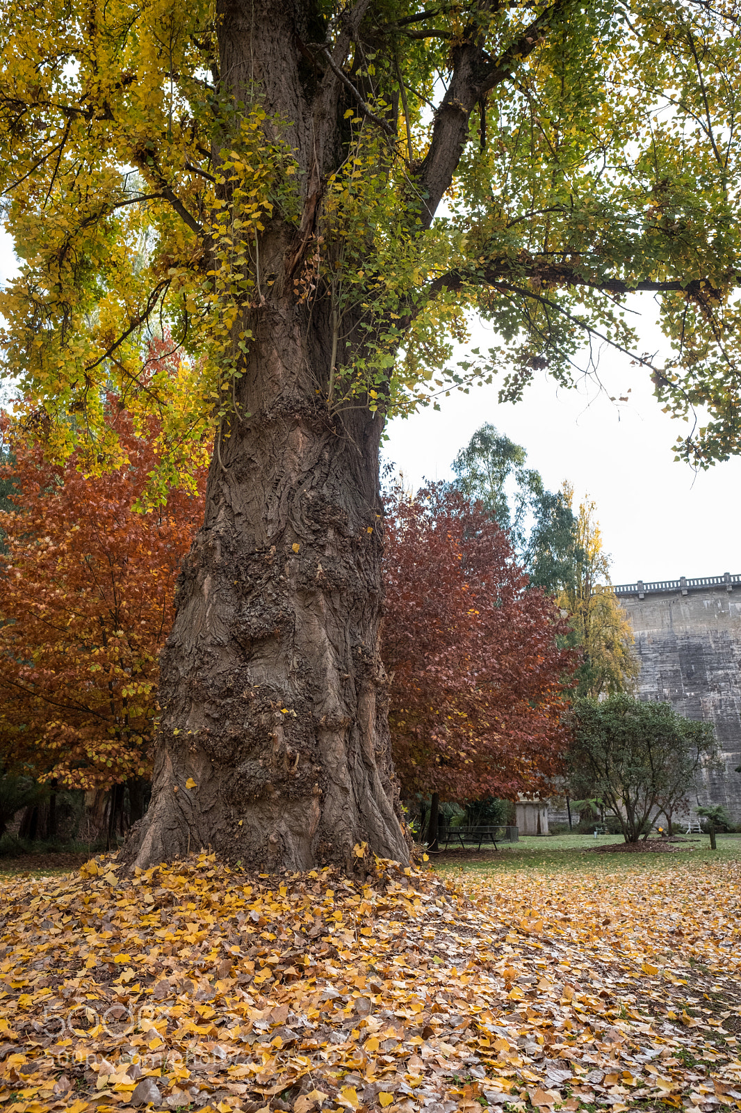 Fujifilm X-T2 sample photo. Maroondah reservoir autumn photography