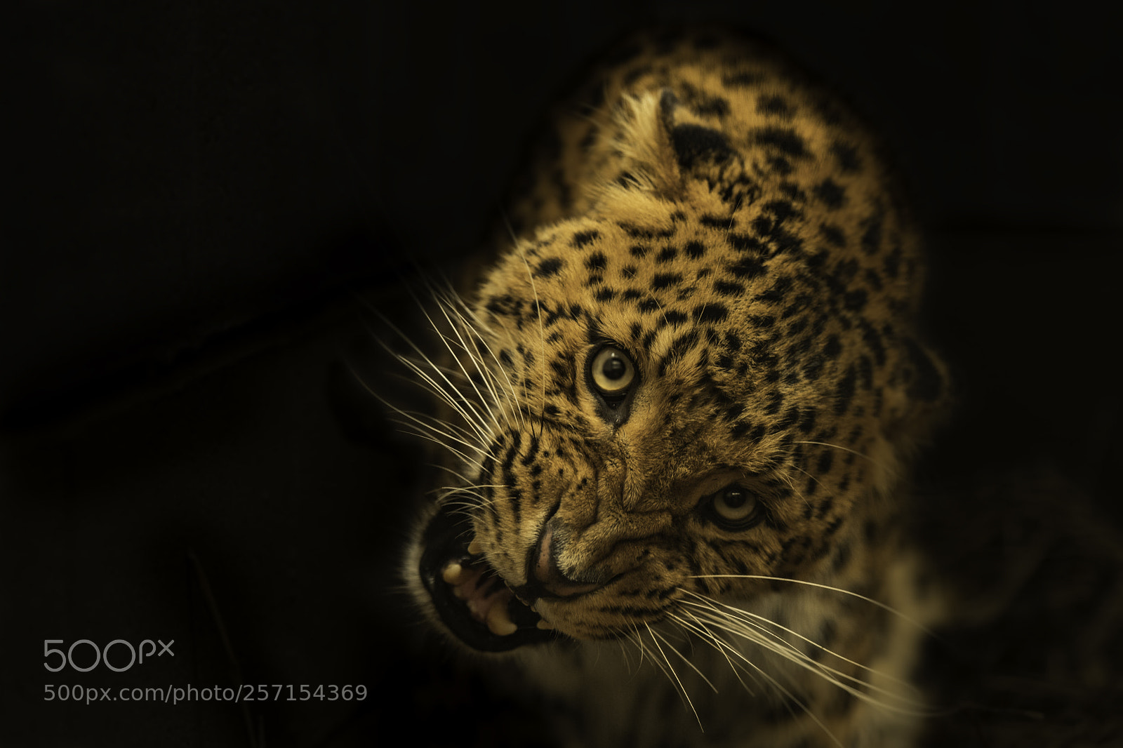 Nikon D5 sample photo. North chinese leopard photography