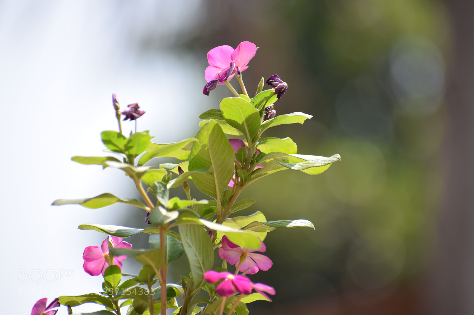 Nikon D3300 sample photo. Dsc photography