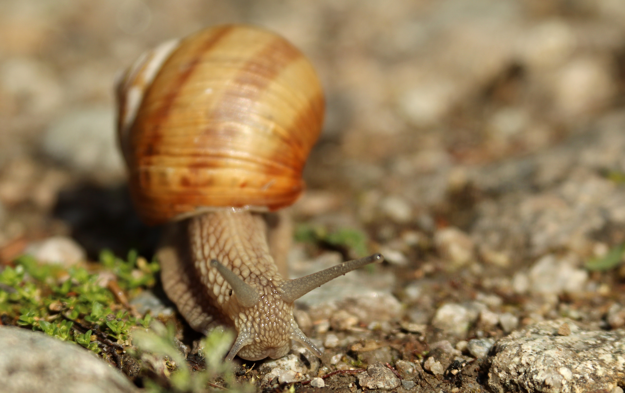 Canon EF 28-135mm F3.5-5.6 IS USM sample photo. Helix pomatia photography