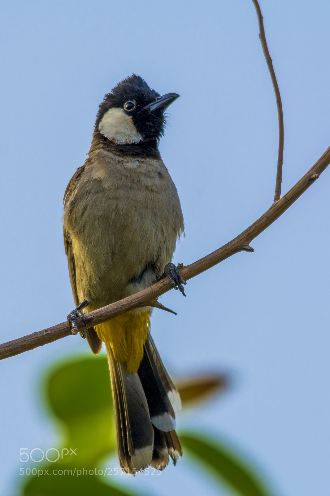Nikon D7100 sample photo. White-eared bulbul photography