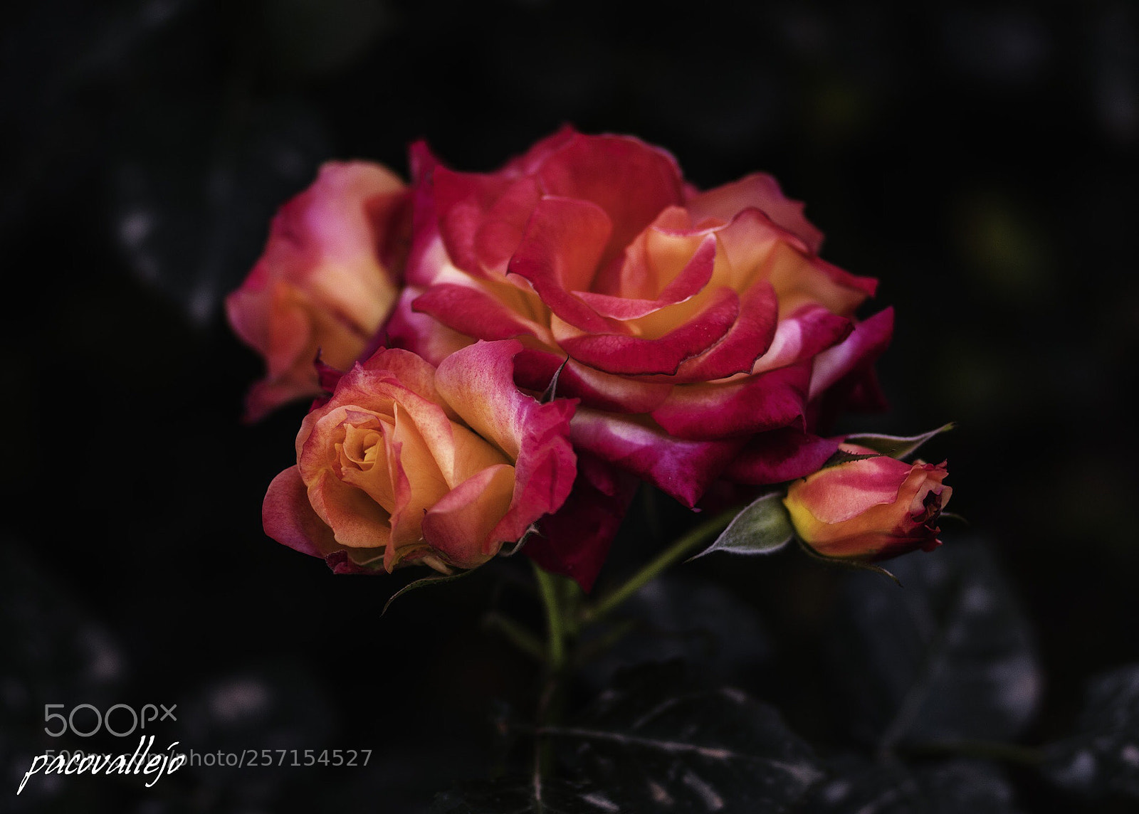 Sony a99 II sample photo. Untitled photography