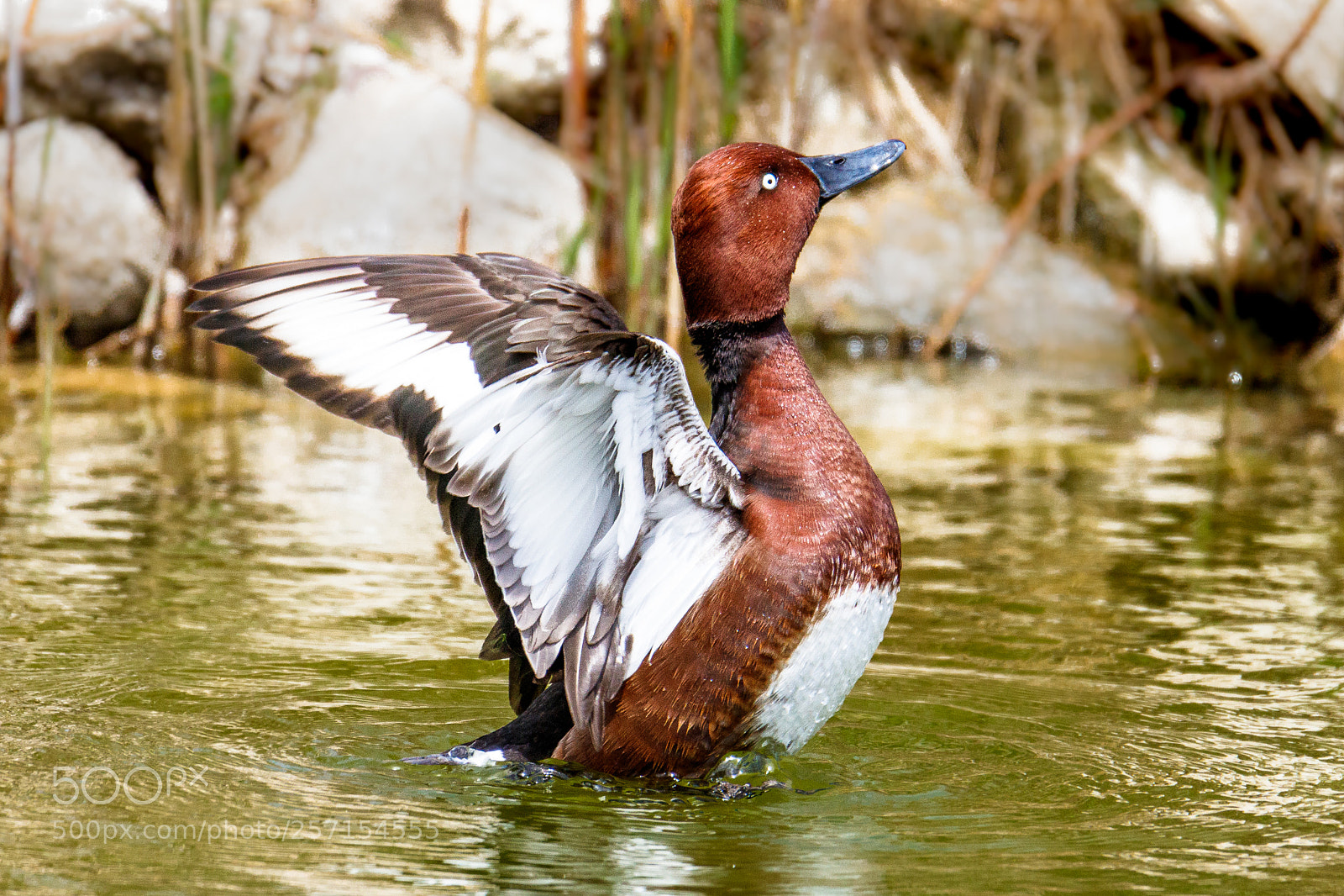 Canon EOS 80D sample photo. Ferruginous duck photography