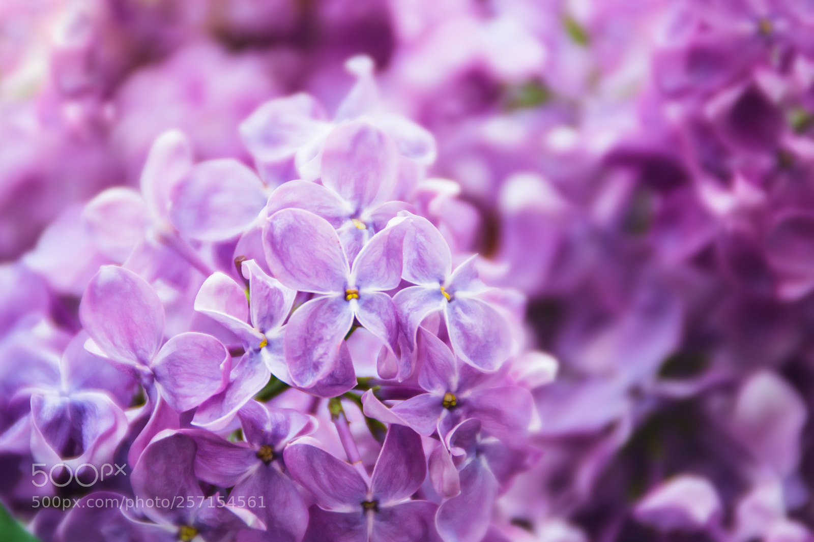 Nikon D3100 sample photo. Lilac photography