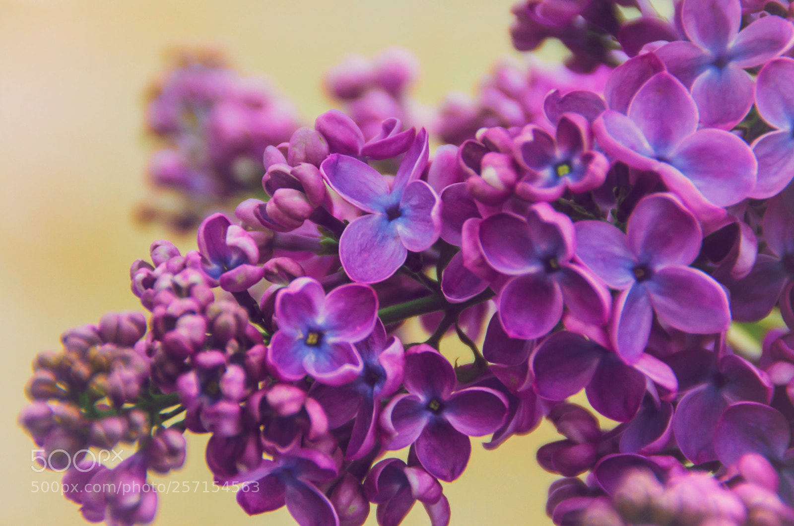 Nikon D3100 sample photo. Lilac photography