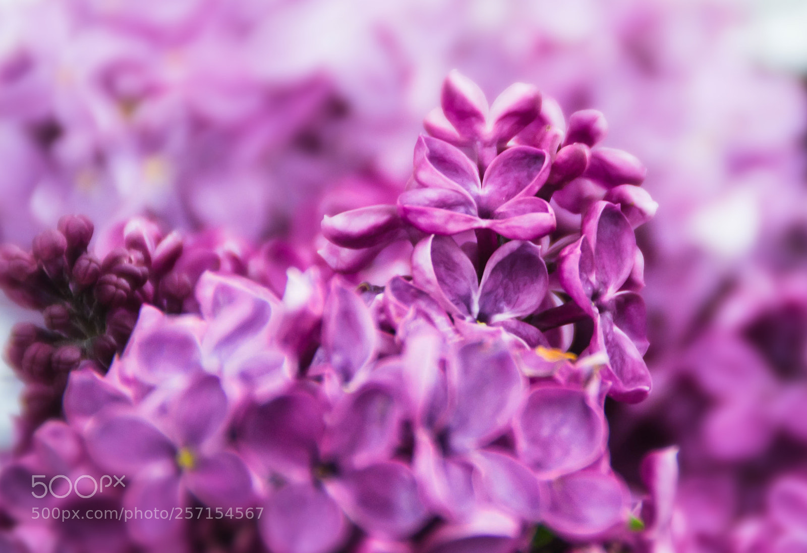 Nikon D3100 sample photo. Lilac photography