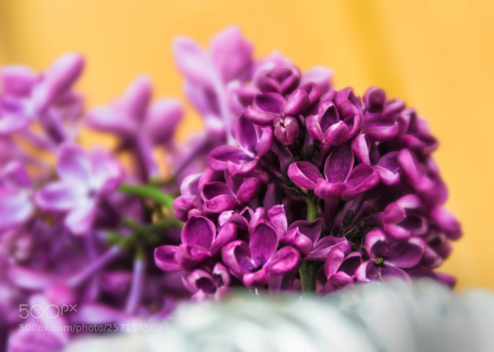Nikon D3100 sample photo. Lilac photography