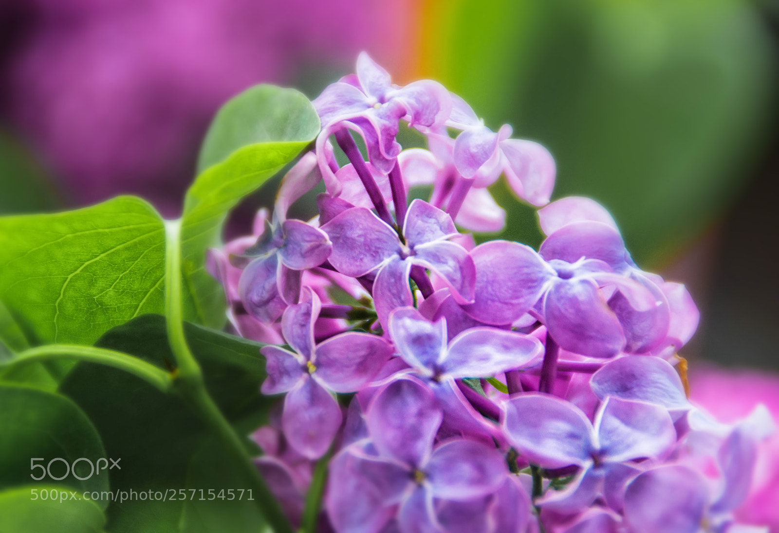 Nikon D3100 sample photo. Lilac photography