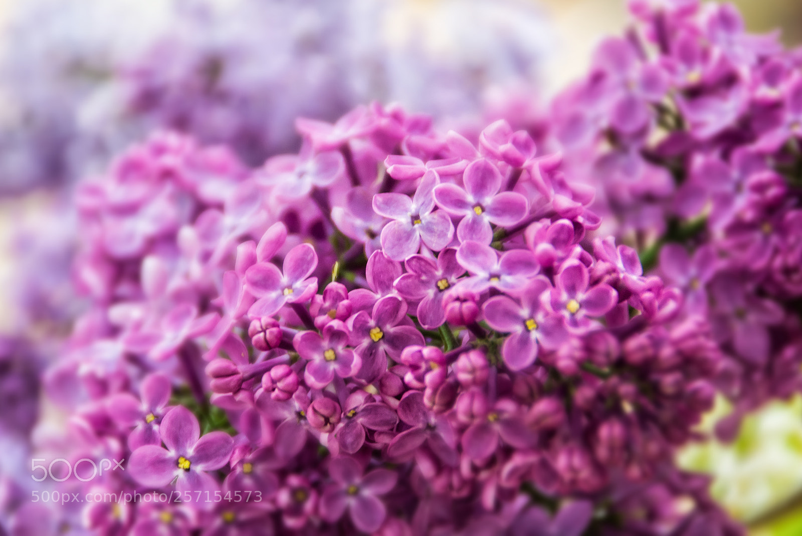 Nikon D3100 sample photo. Lilac photography