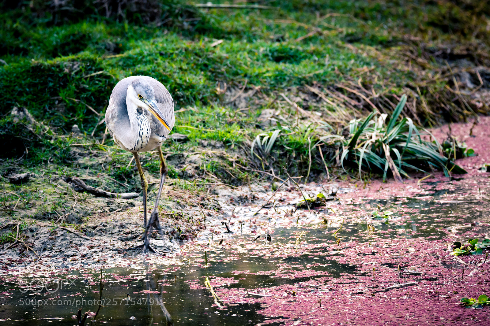 Nikon D7100 sample photo. Posing heron photography