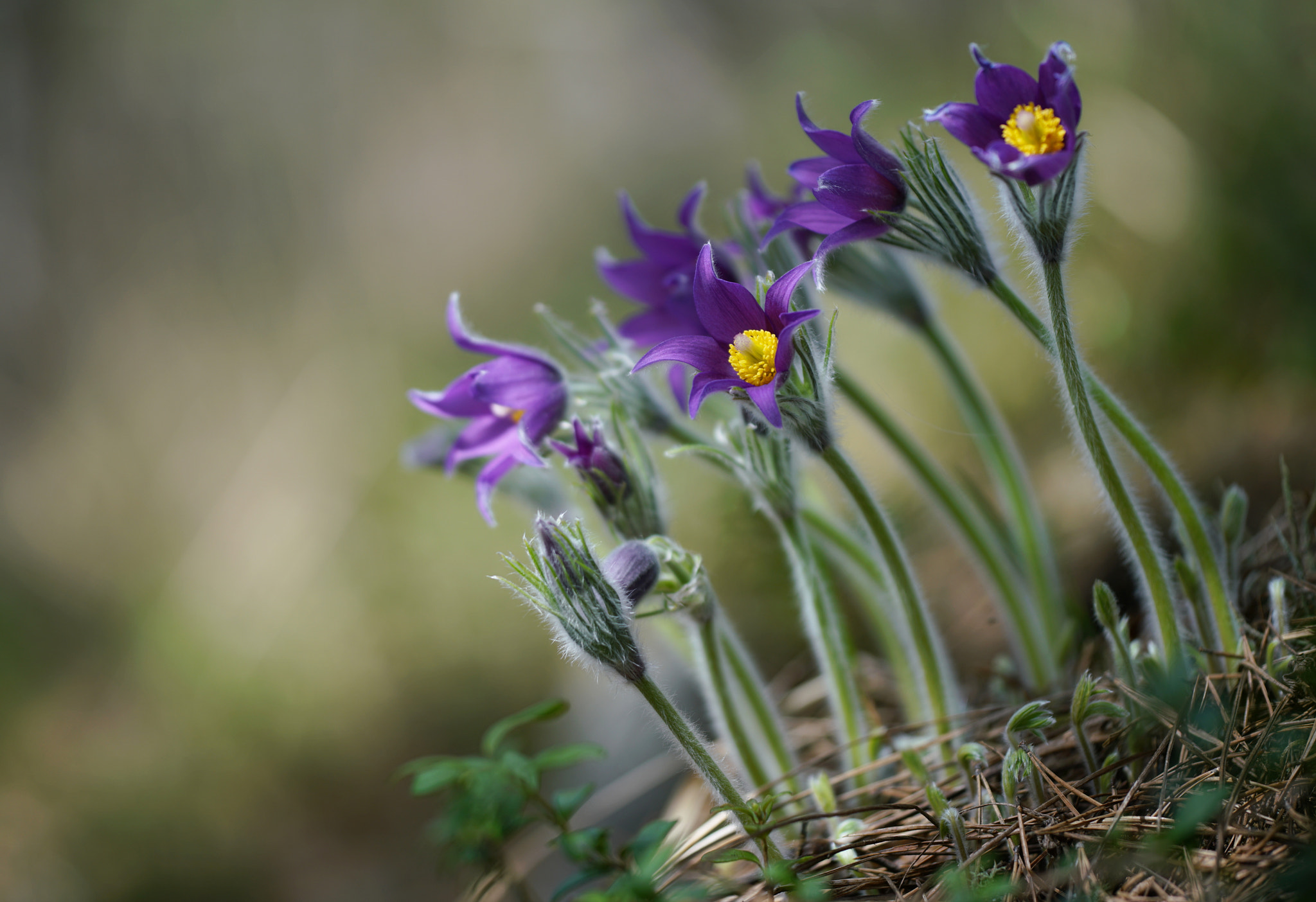 Sigma 150mm F2.8 EX DG Macro HSM sample photo. The family photography