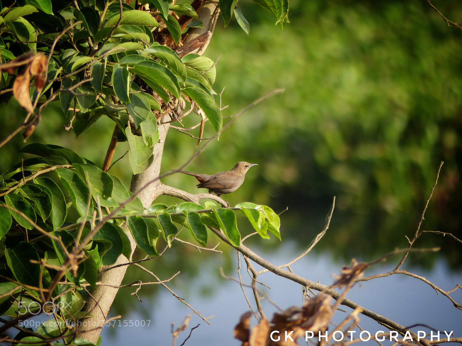 Panasonic Lumix DMC-FZ200 sample photo. Small bird photography