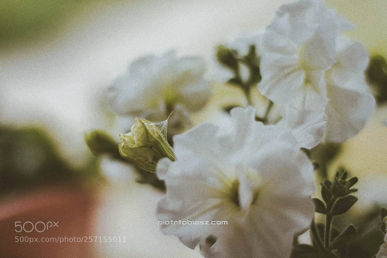 Canon EOS 7D sample photo. Flower. photography