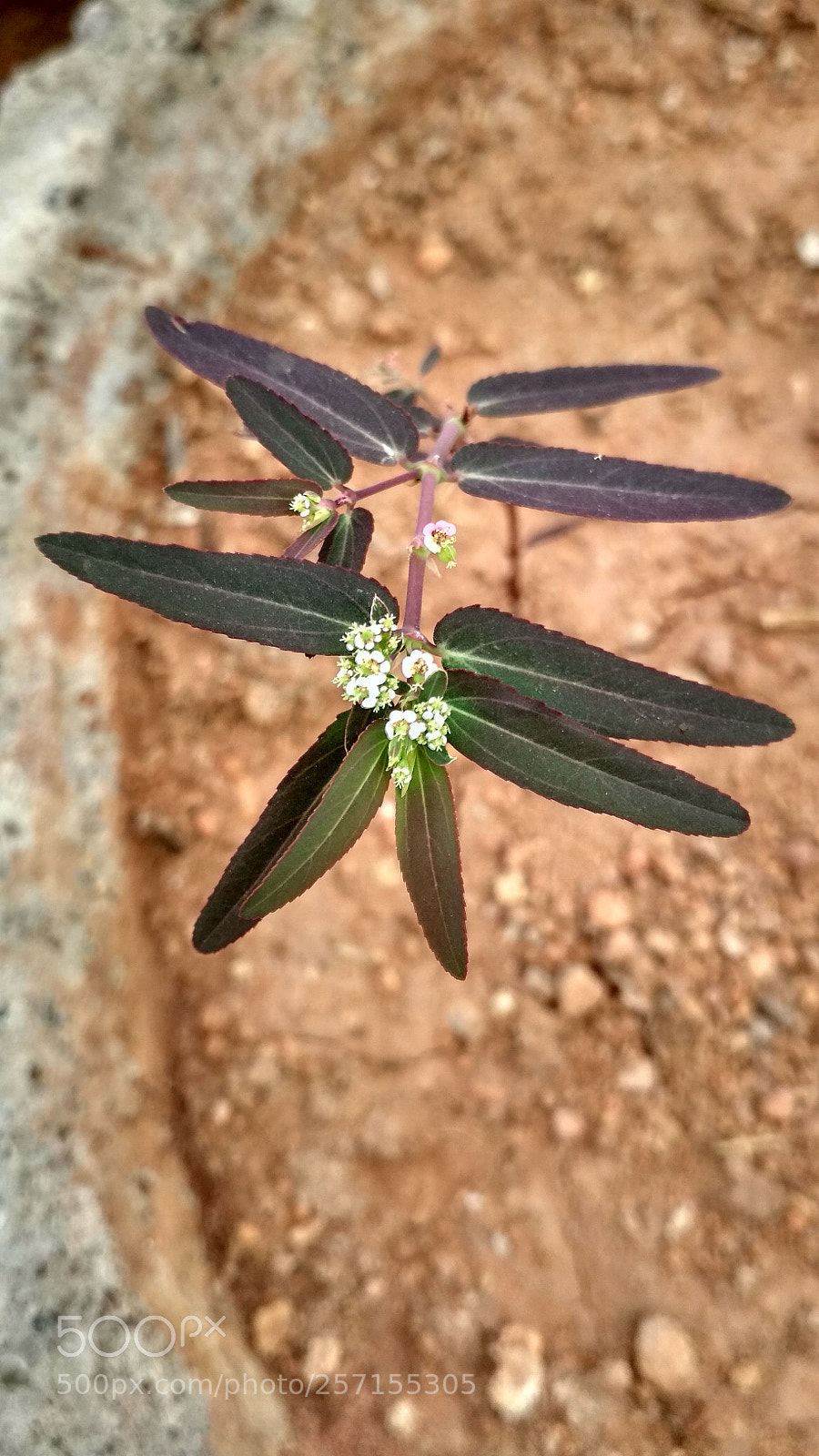 Xiaomi Redmi 4 Pro sample photo. Micro petels photography