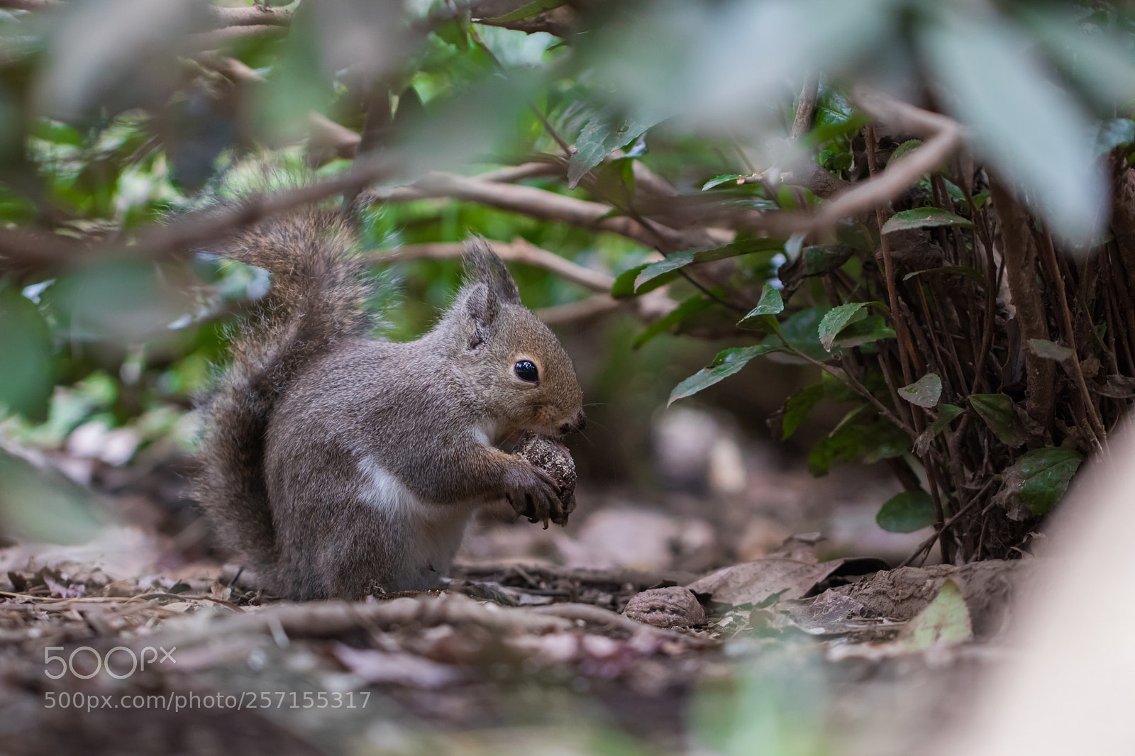 Canon EOS M5 sample photo. Squirrel (lunch time) photography