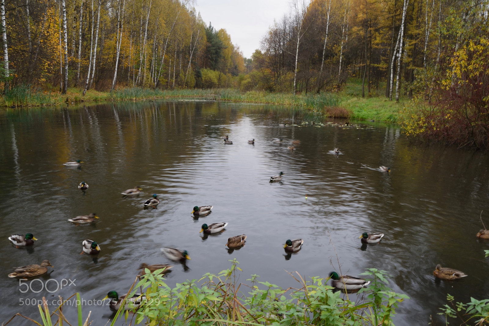 Nikon D3300 sample photo. Moscow autumn by the photography
