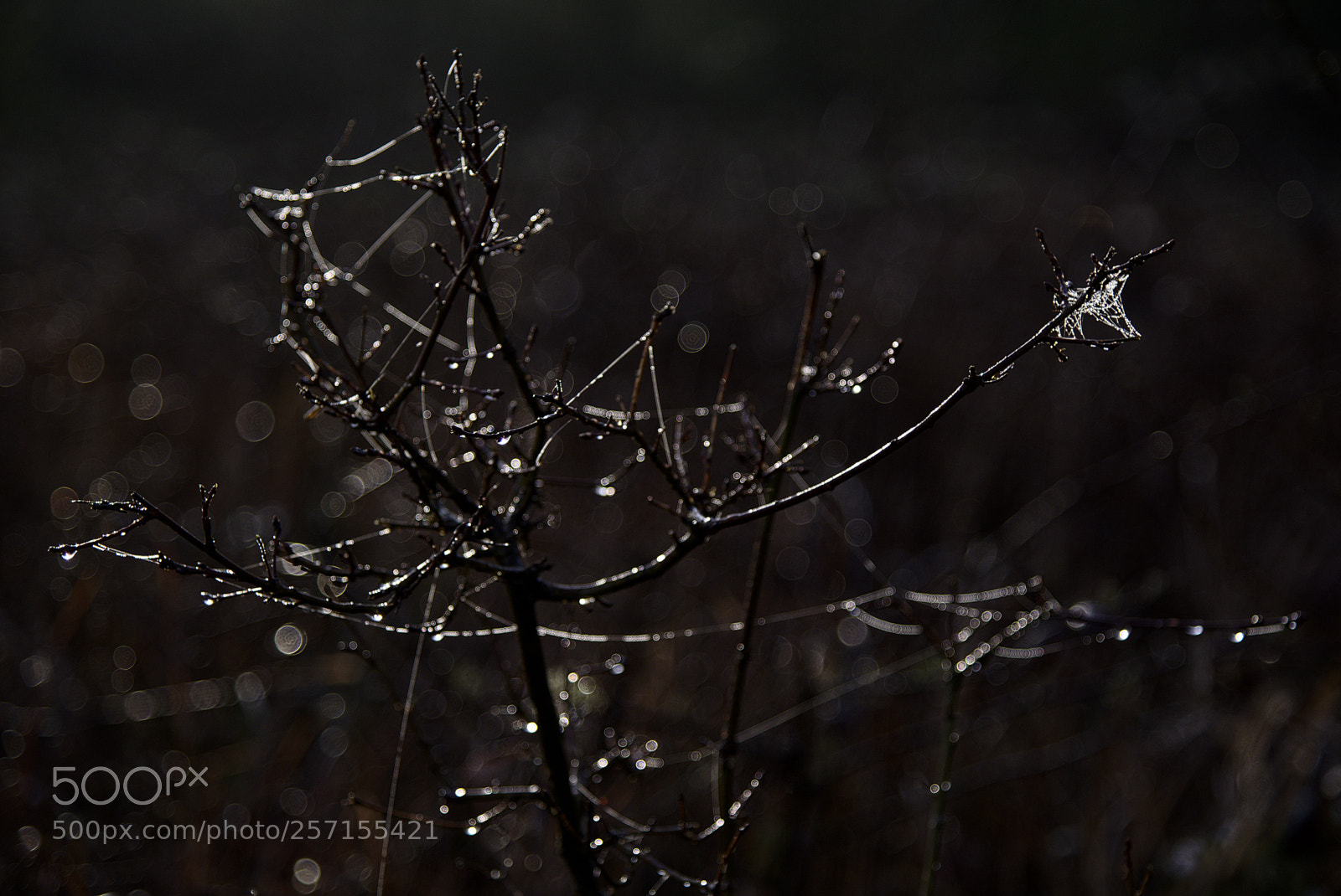 Nikon D750 sample photo. Perls4 photography