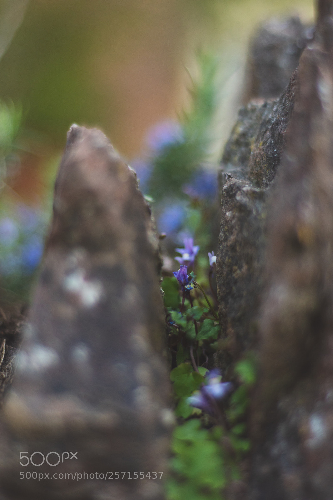 Nikon D5600 sample photo. Valley of the flower photography
