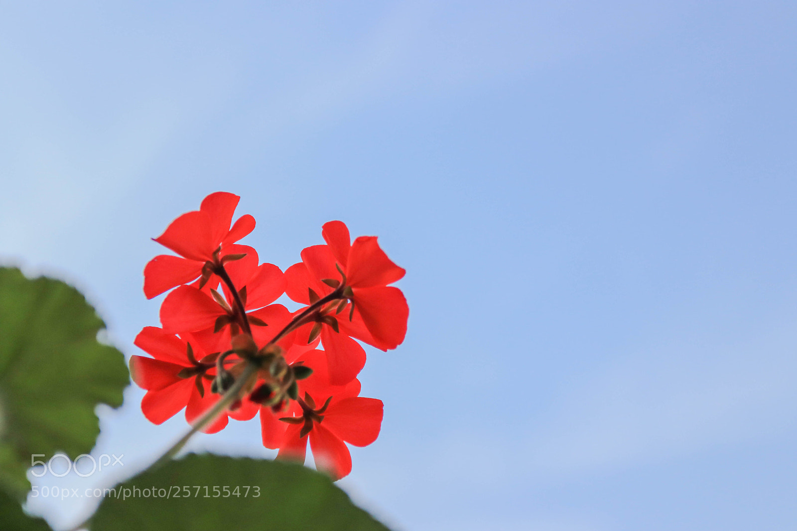 Canon EOS 80D sample photo. Img photography