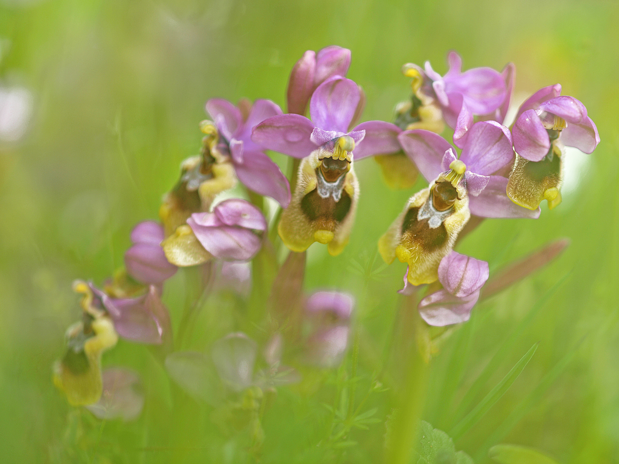Olympus E-30 sample photo. Orquideas photography