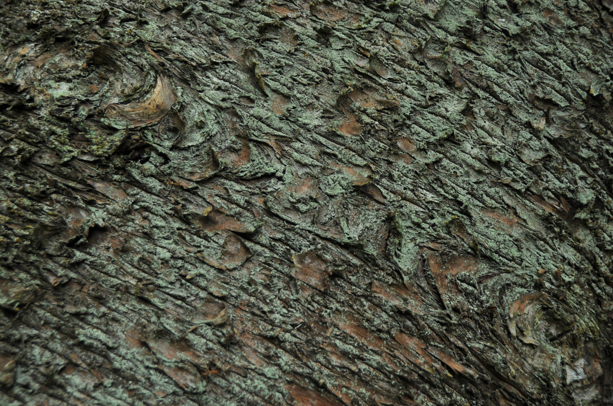 Nikon D3S sample photo. .. photography