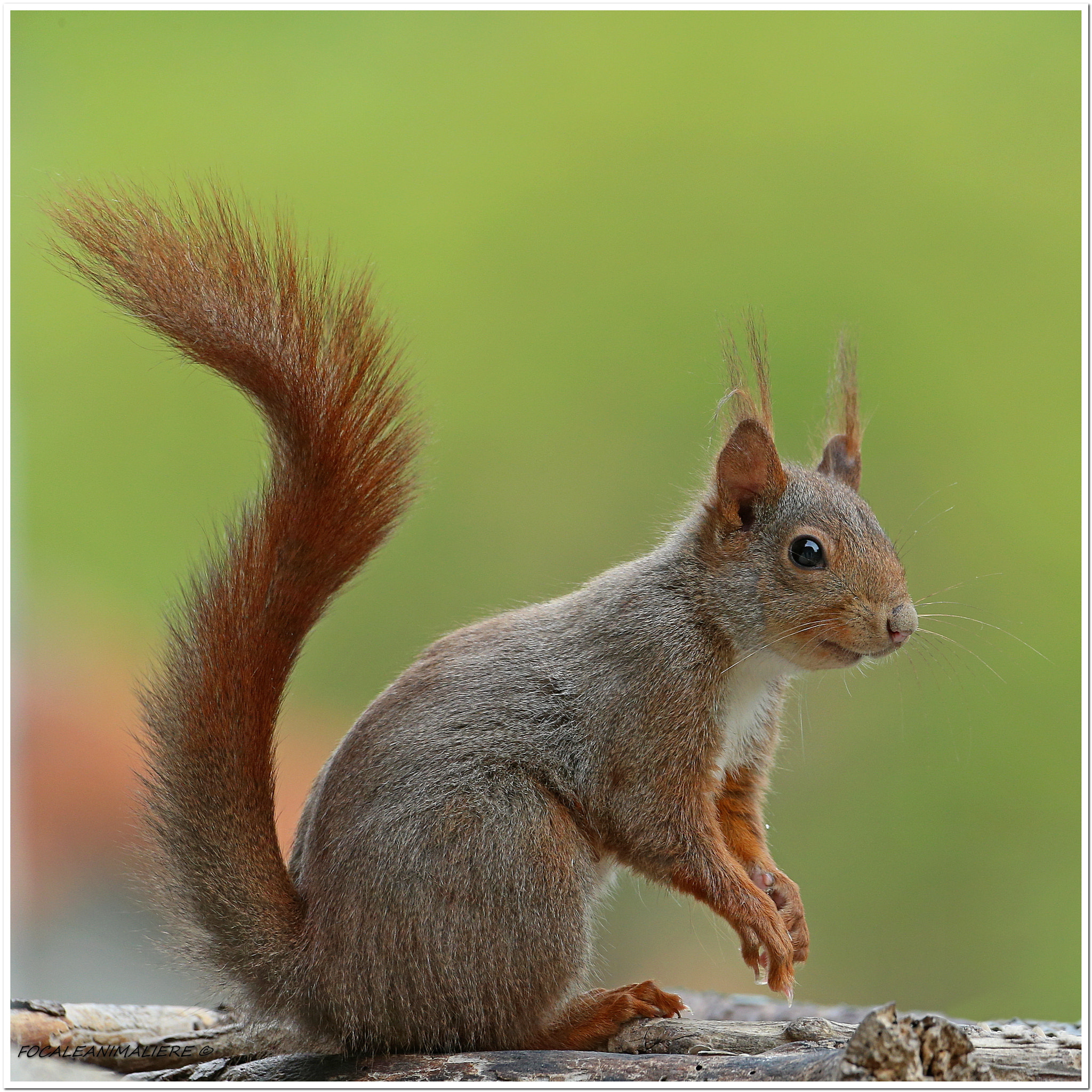Canon EOS-1D X + Canon EF 500mm F4L IS USM sample photo. Focaleanimaliere © photography