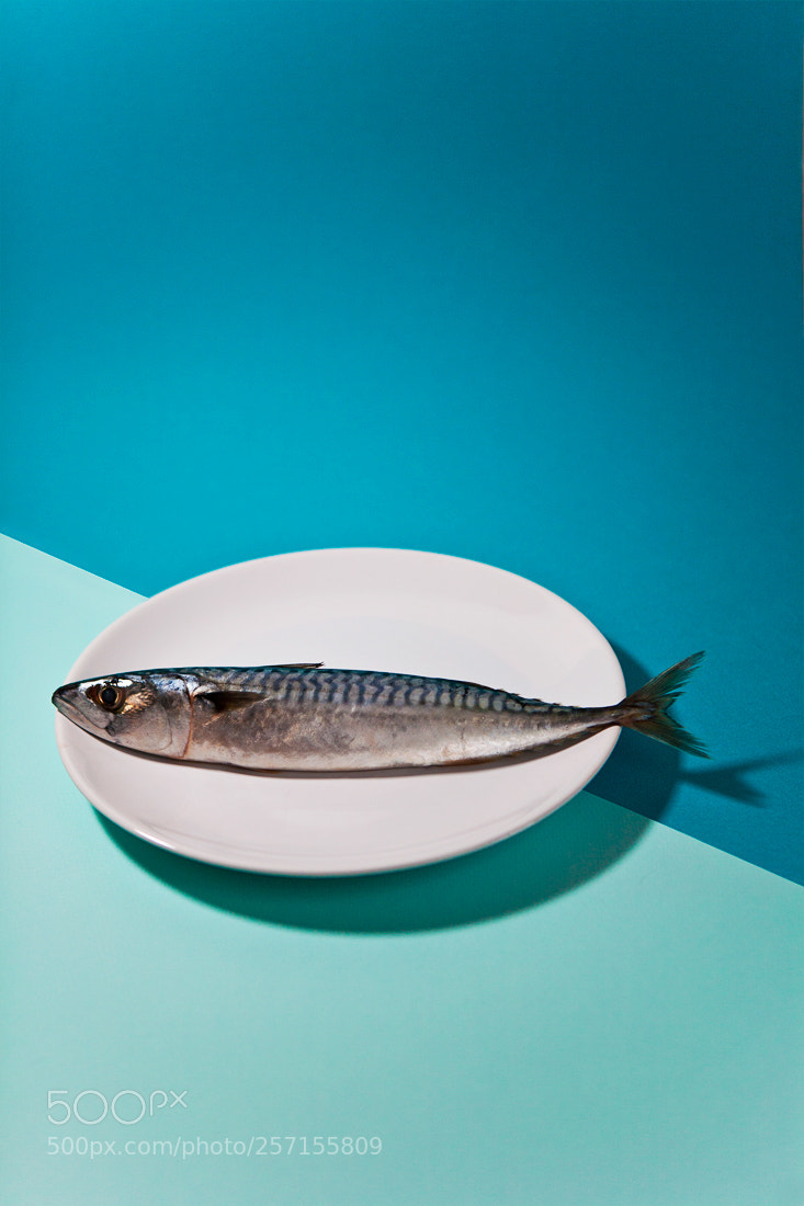 Canon EOS 5D sample photo. Fish photography