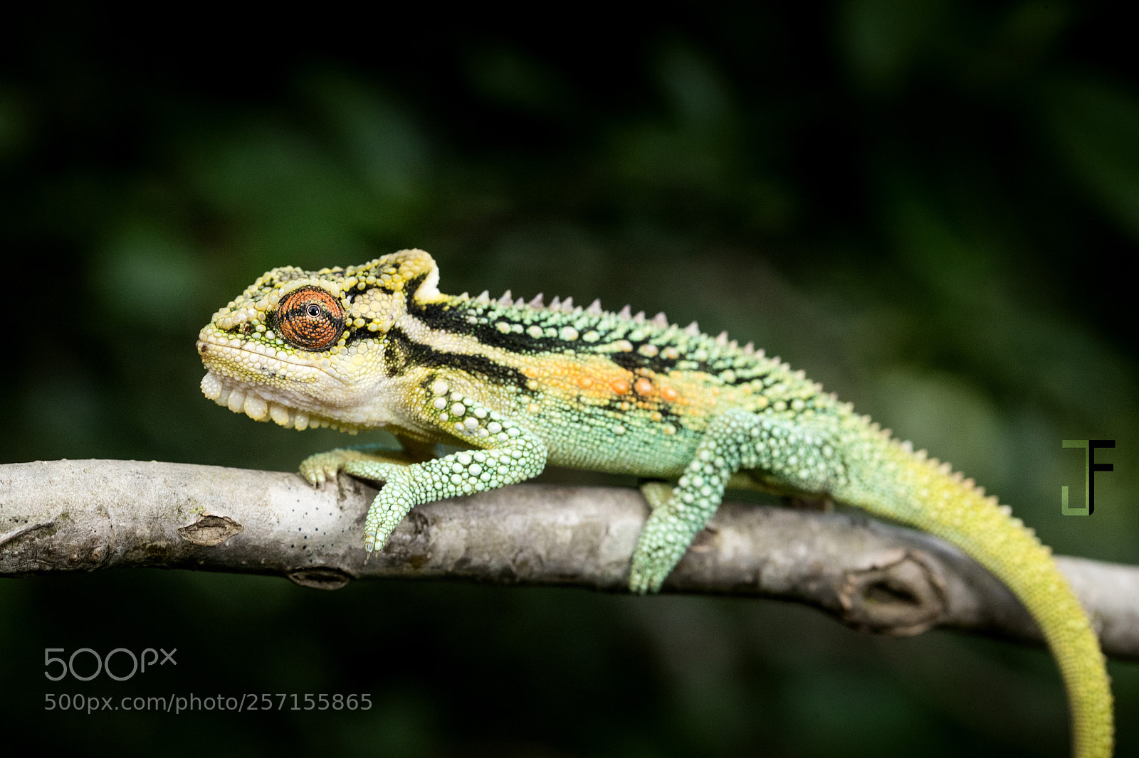 Canon EOS-1D X Mark II sample photo. Midlands dwarf chameleon photography